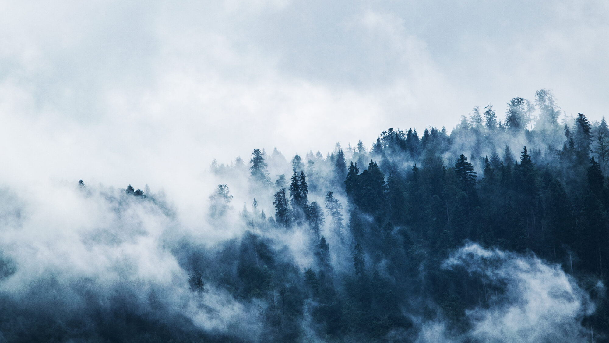 Nebeldurchzogene Berglandschaft mit Tannenwald | © Sportalpen Marketing
