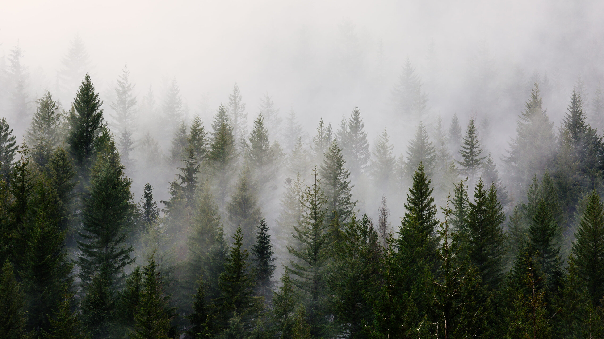 Nebliger Nadelwald | © Sportalpen